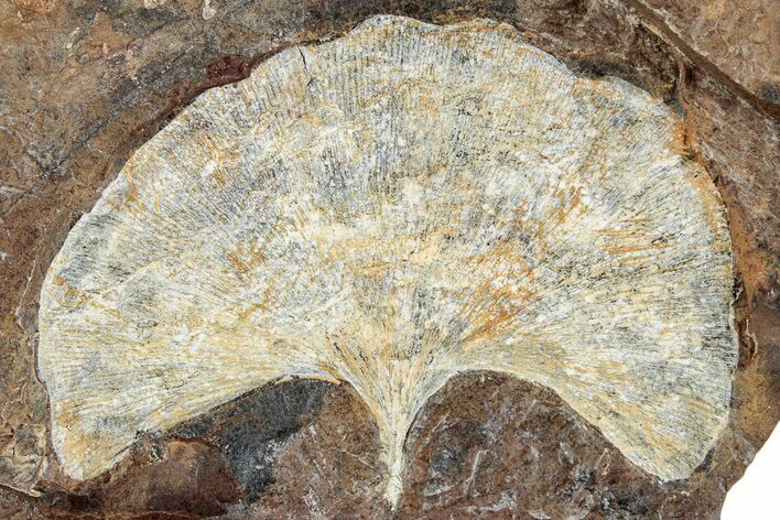 Fossil Ginkgo Leaf From North Dakota - Paleocene #262465